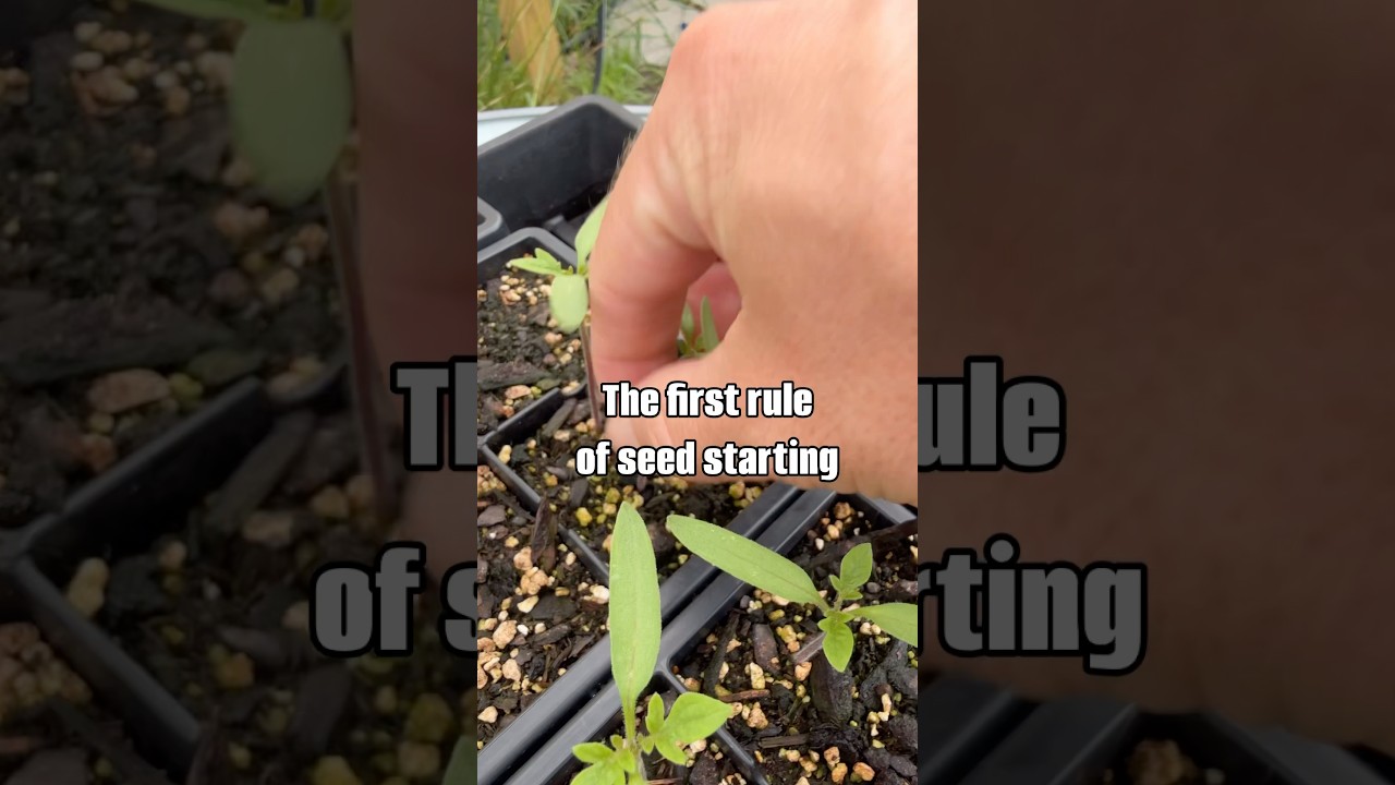 THIN YOUR SEEDLINGS 🌱