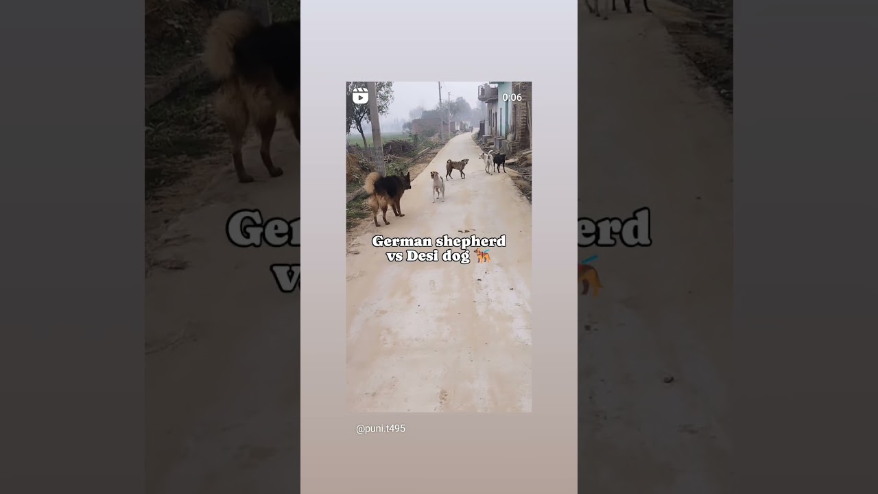 German shepherd vs Desi dog fight #animalslover#sultan#shortsvideo#viralvedio