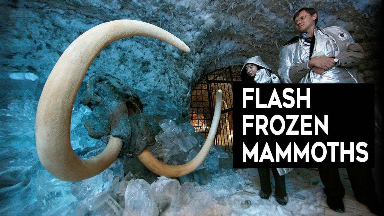 The Real Reason behind &ldquo;Flash Frozen Mammoths&rdquo;