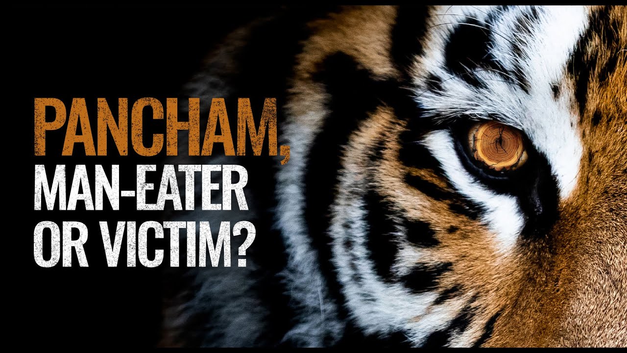 Pancham, Man-eater or Victim?