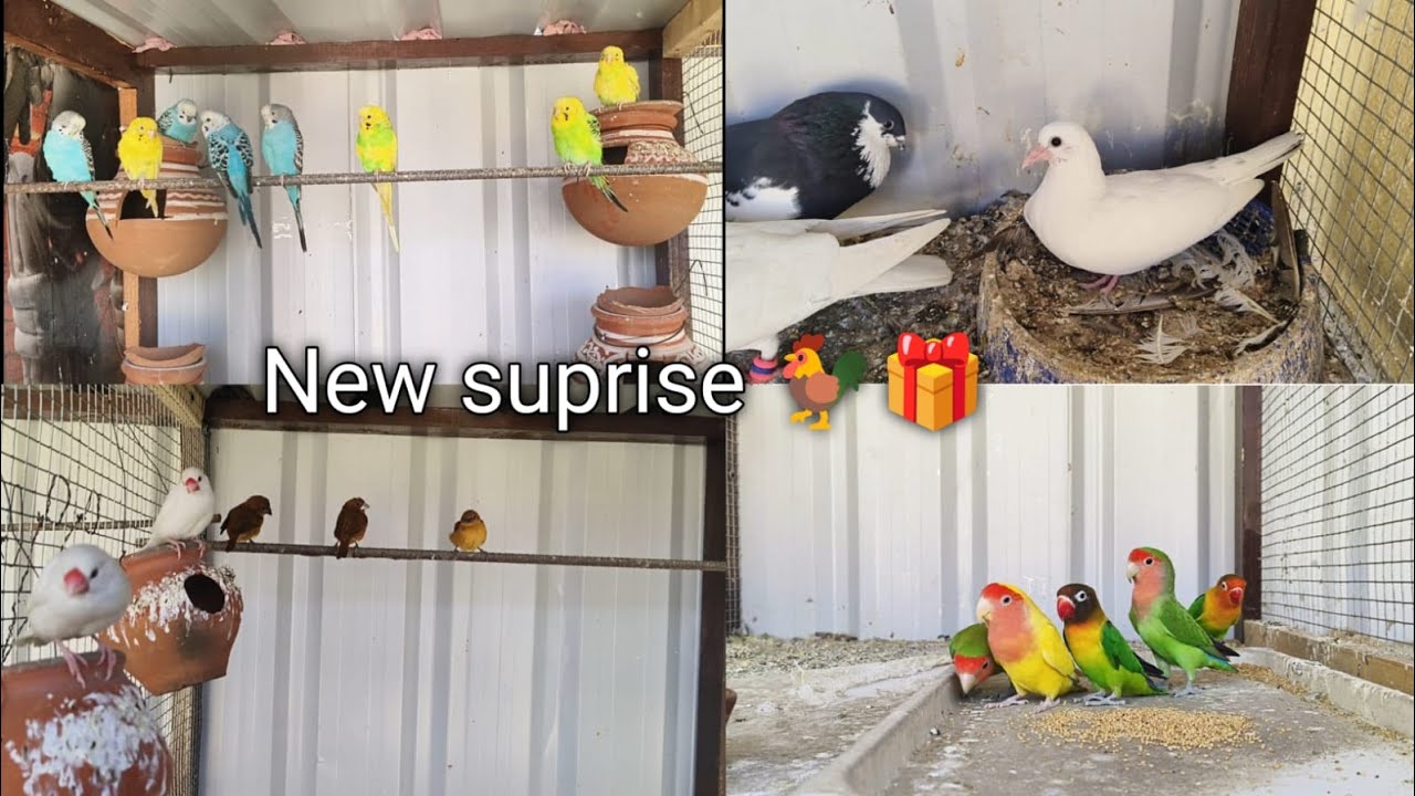 New surprise 🎁🐔|Deepak pet House|#trending |#birds |#viral |#lovebirds |#pets |
