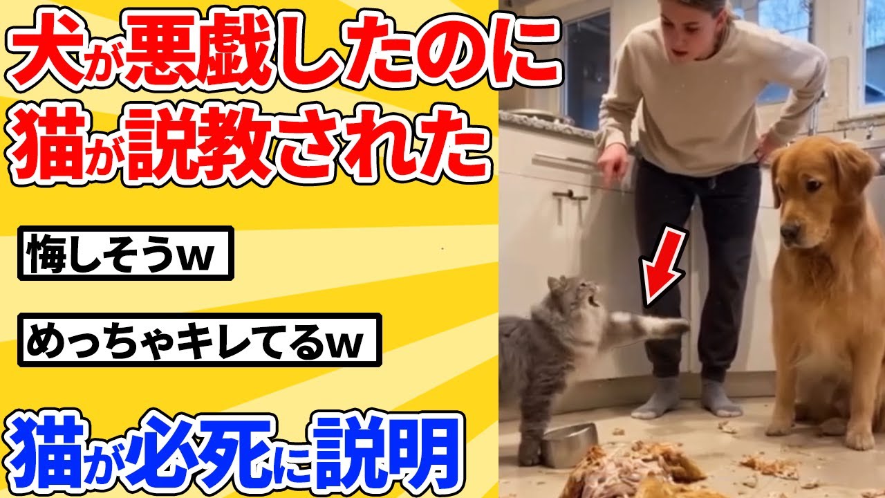 【2ch動物スレ】犬のイタズラを自分のせいにされた猫→ブチギレて抗議するｗｗｗｗｗ