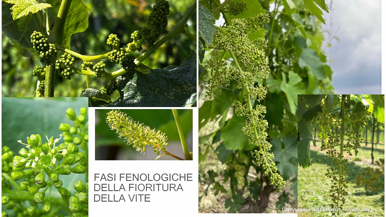 Tra i vigneti in fiore a Monforte d'Alba
