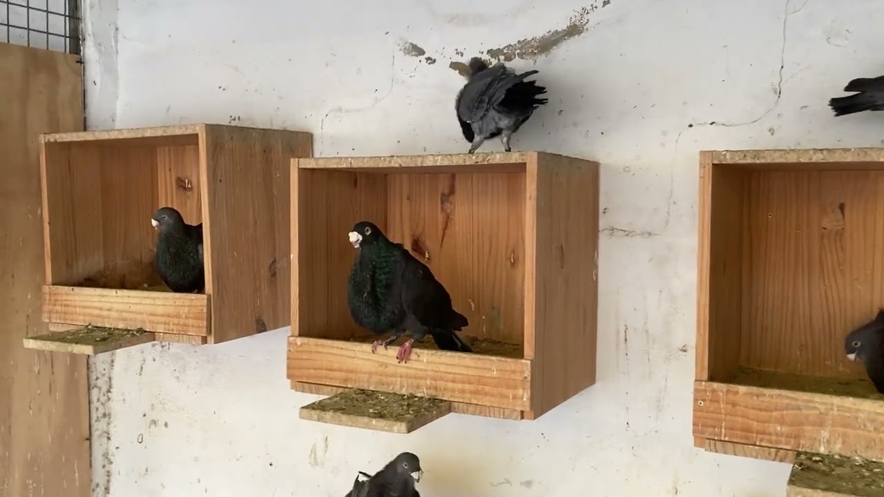 Disfrutadlo - Palomas - A.CAPON (Buchon Laudino Sevillano)