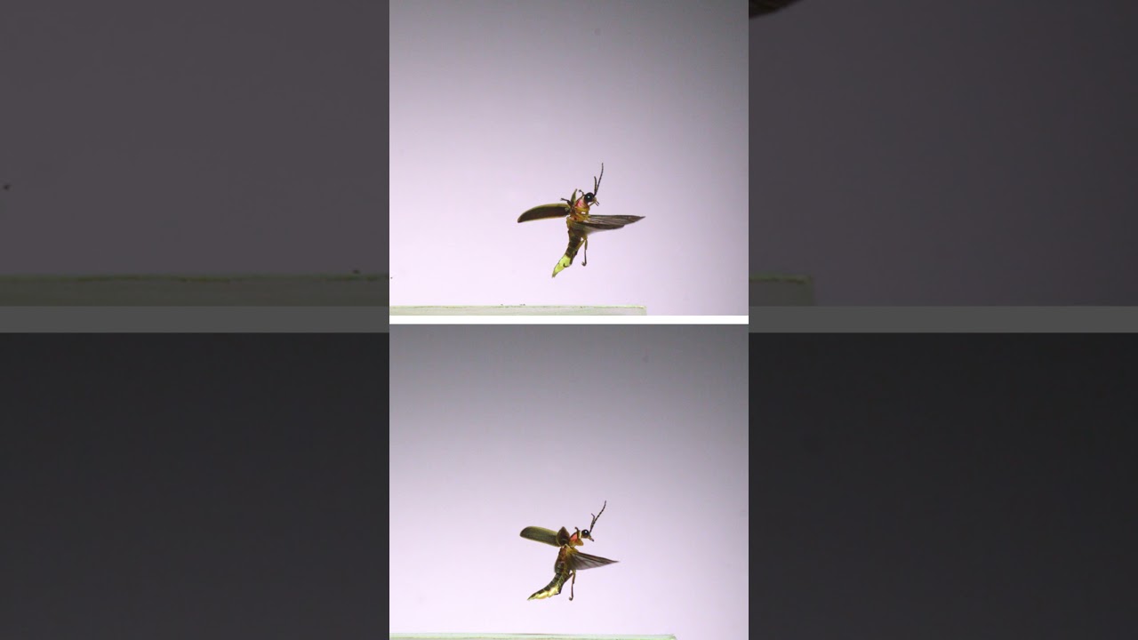 Firefly - Lightning Bug in Slow Motion! #science #insects