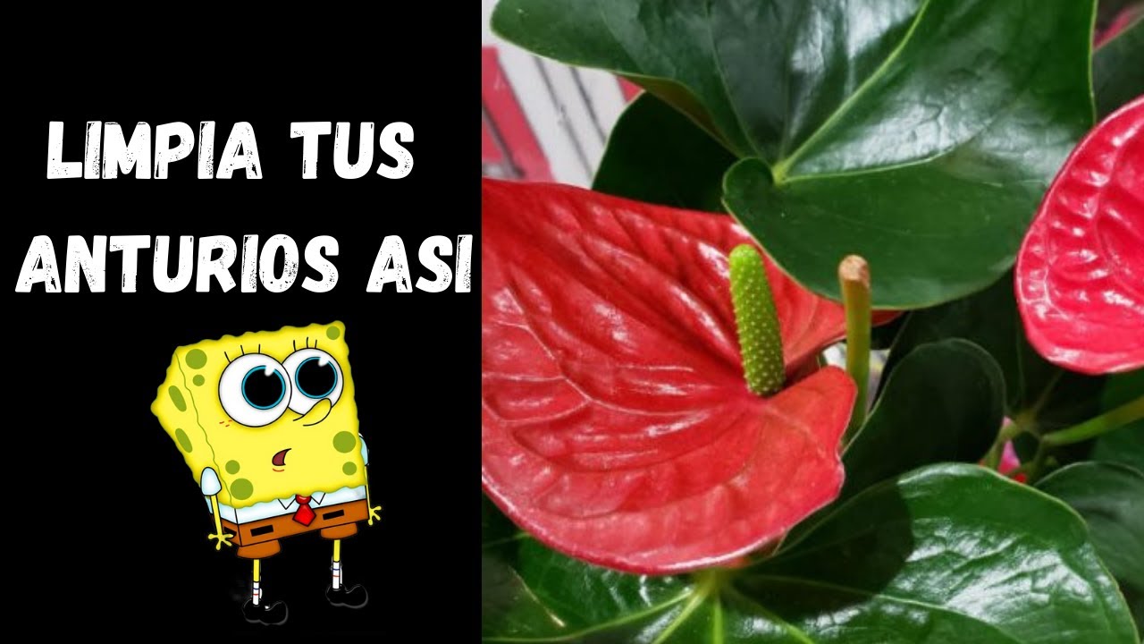 🥰COMO LIMPIAR LAS HOJAS DE LOS ANTURIOS🥰