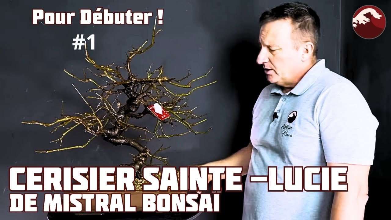 Cerisier Sainte-Lucie de la Pépinière Mistral Bonsai. Rempotage 🌱 NEJIKAN BONSAI 🌱