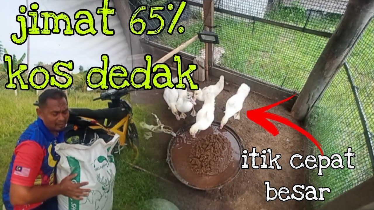 [Episod564] dedak murah untuk bela itik. rugilah kalau tak cuba cara ni..👌🏿