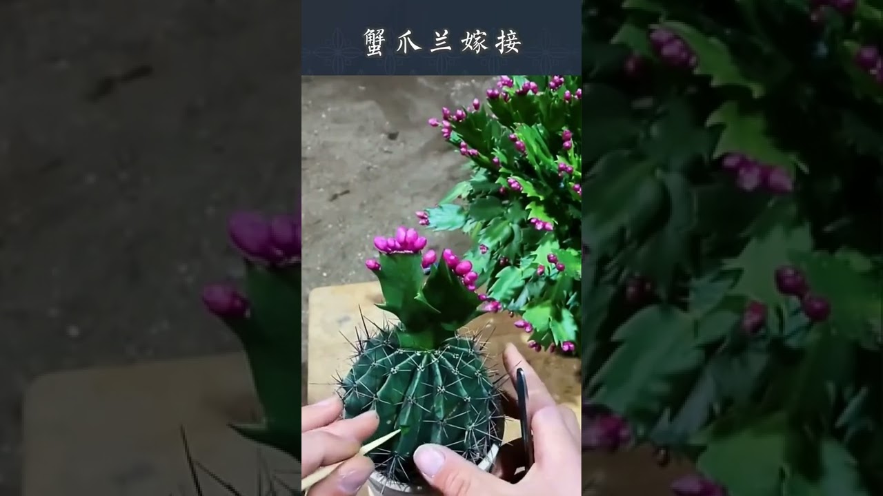 how to grow flowers faster 2022 / how to grow plants without soil #Shorts #Short #Growing_flowers