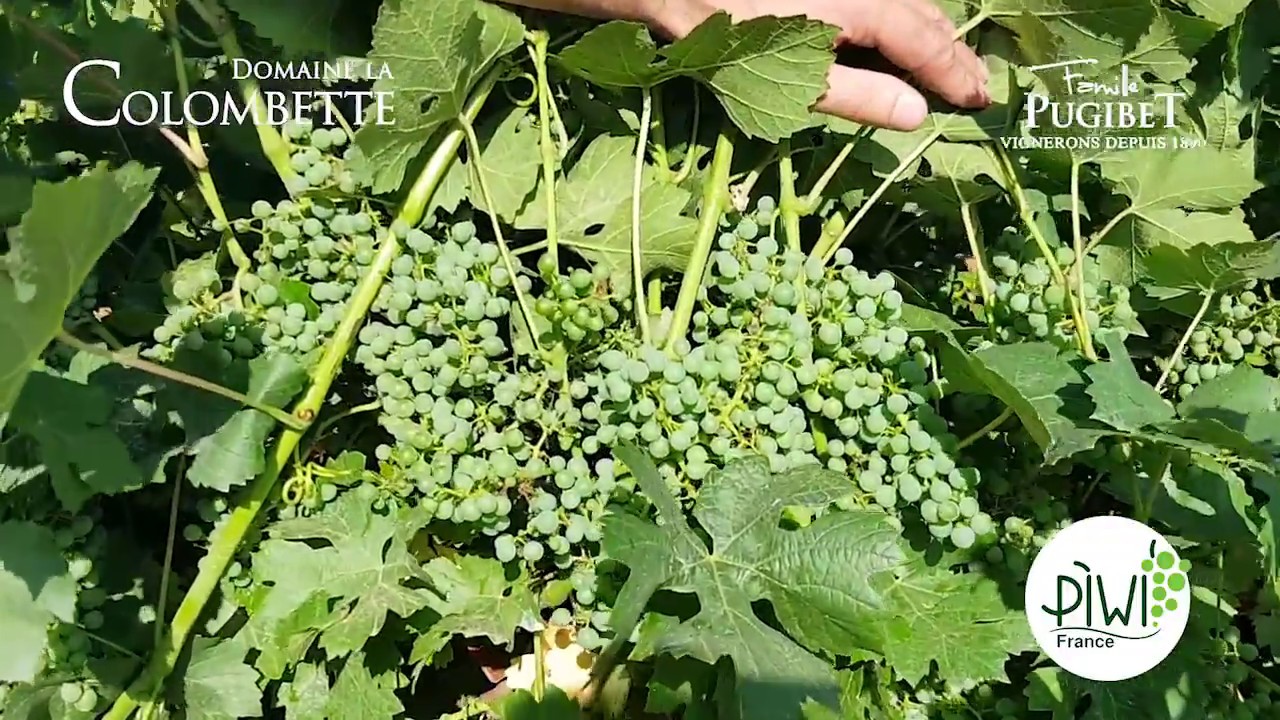 Cabernet Blanc vs Alicante