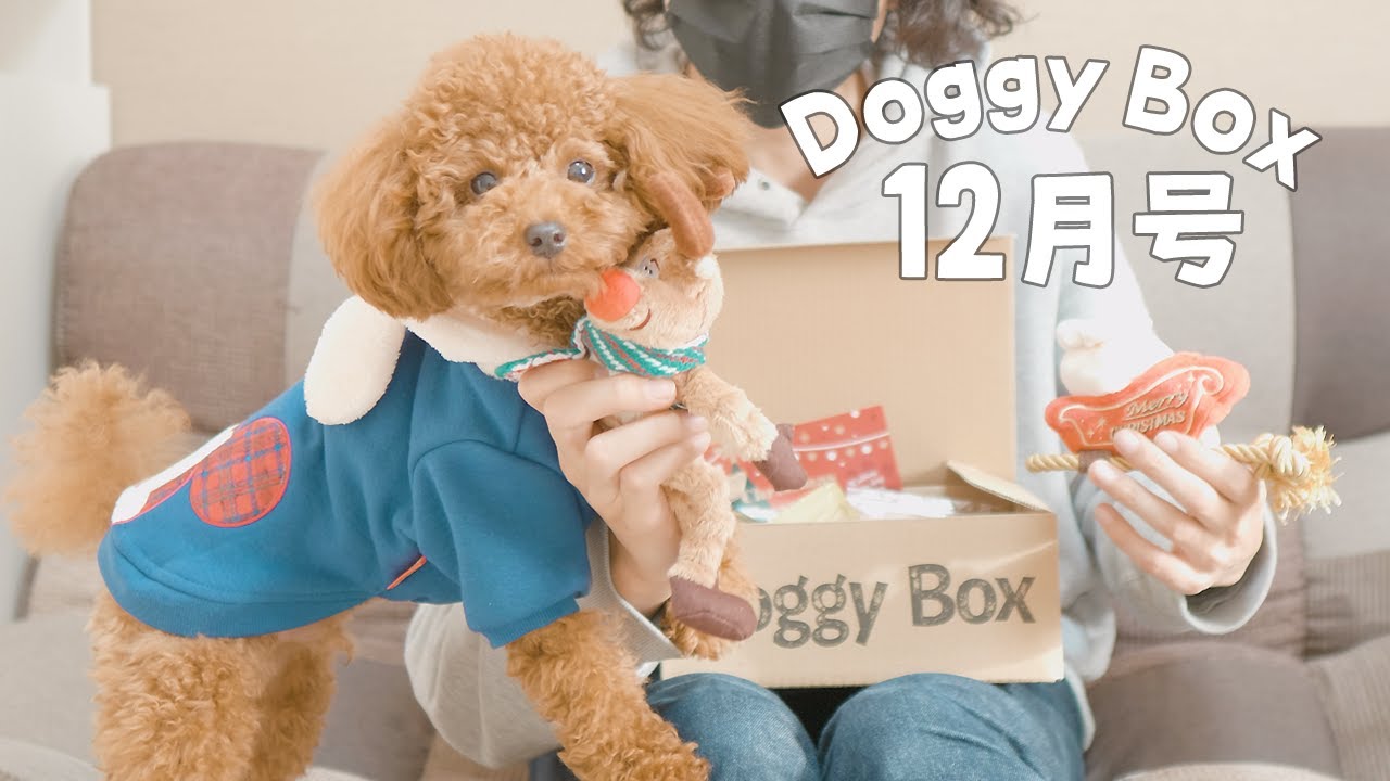 一足早いクリスマスプレゼントが届きました！【ドギーボックス12月号】