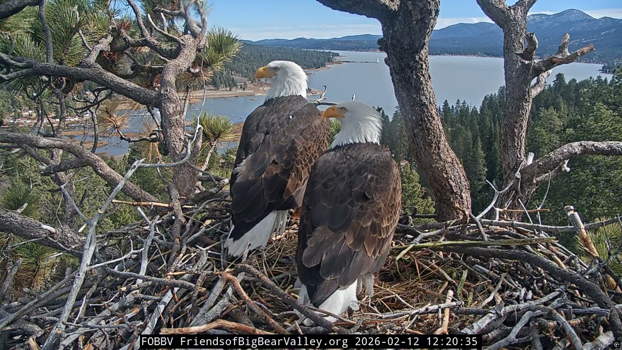 Jackie & Shadow Looking MAGNIFICENT Today - Both Fix Fluff Together | Big Bear Eagles