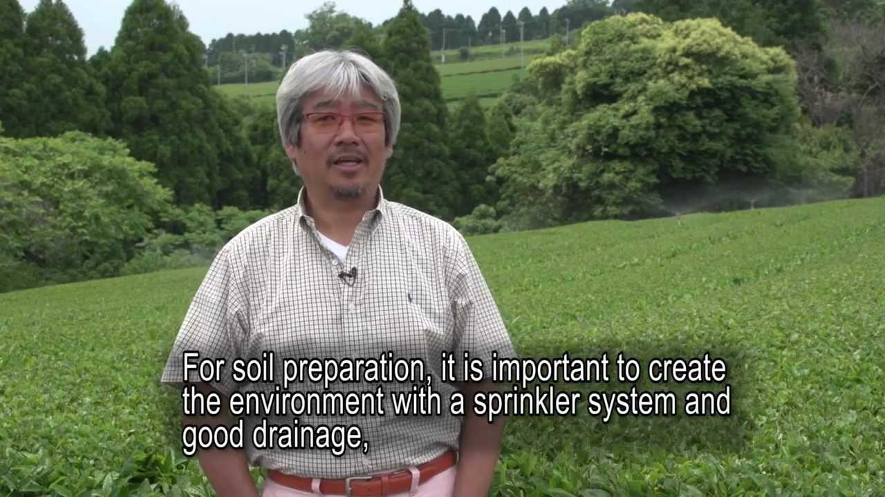 Matcha: The Way of Tea