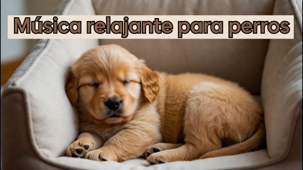 MUSICA RELAJANTE PARA PERROS ¡Calma y bienestar para tu mascota!