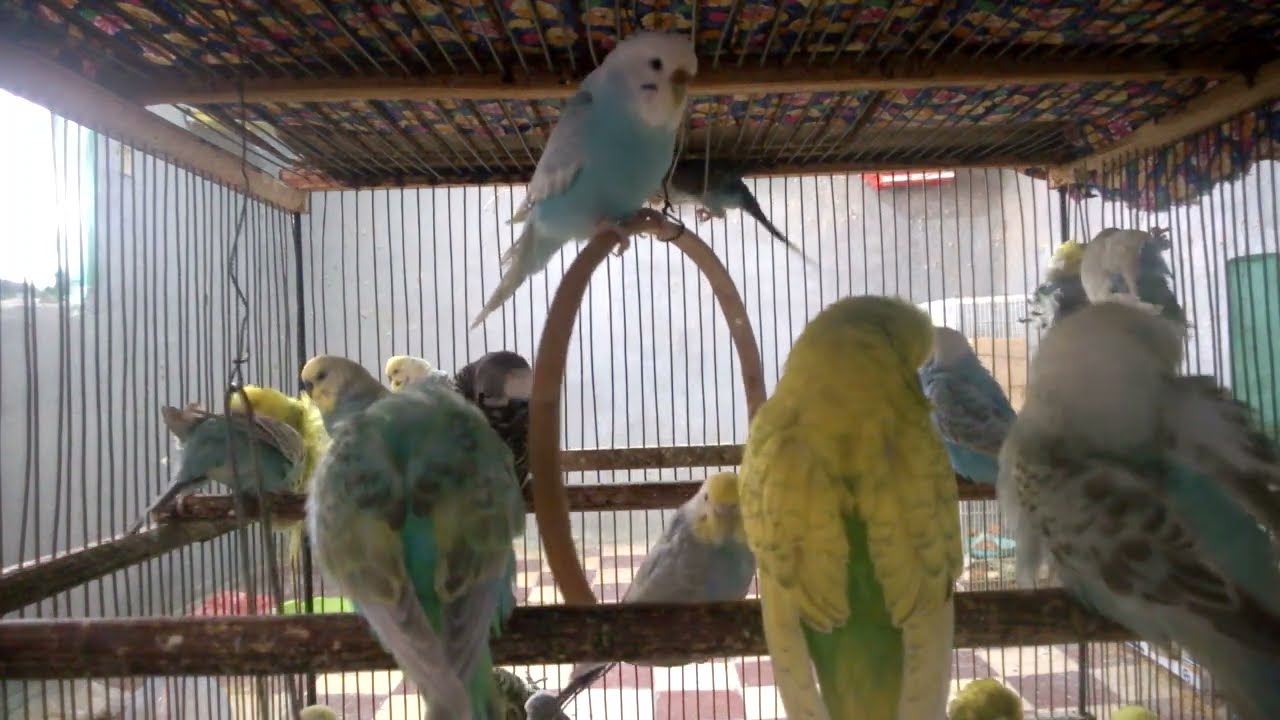 セキセイインコの鳴き声集🐤癒される可愛い声まとめ【リラックス・睡眠用BGM】