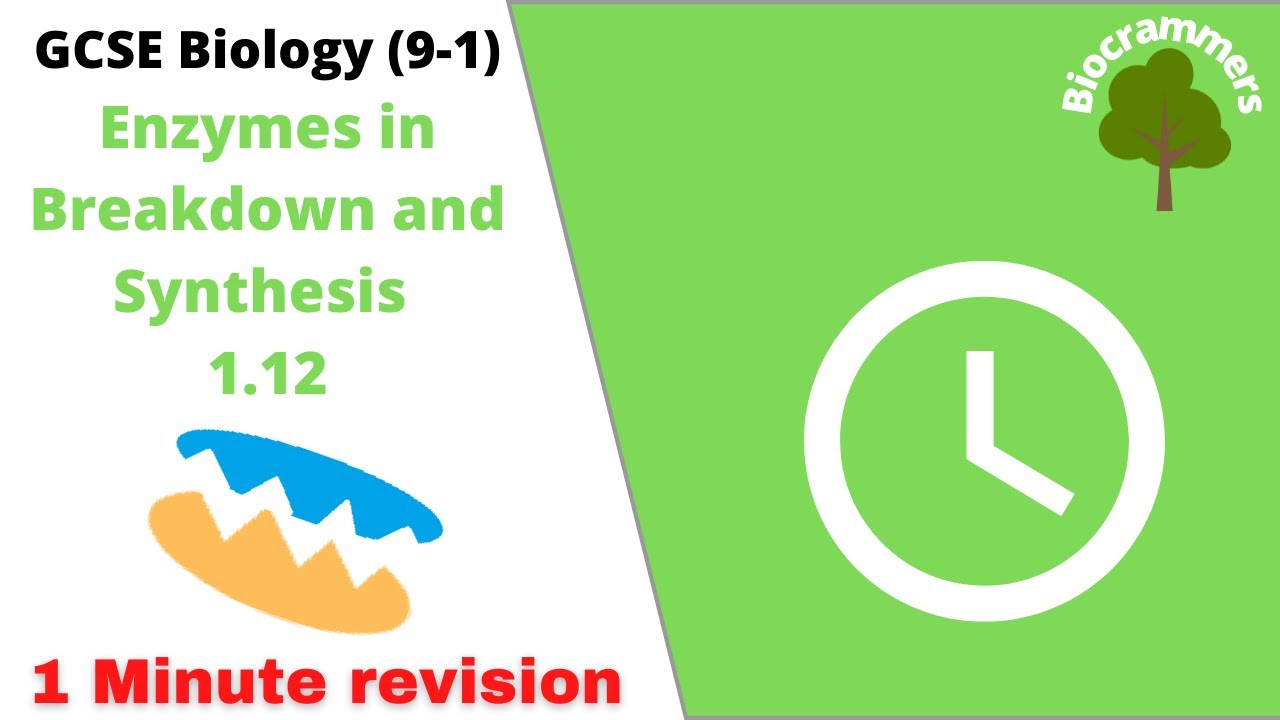GCSE Biology (9-1): Enzymes in Breakdown and Synthesis (Edexcel,AQA,OCR)