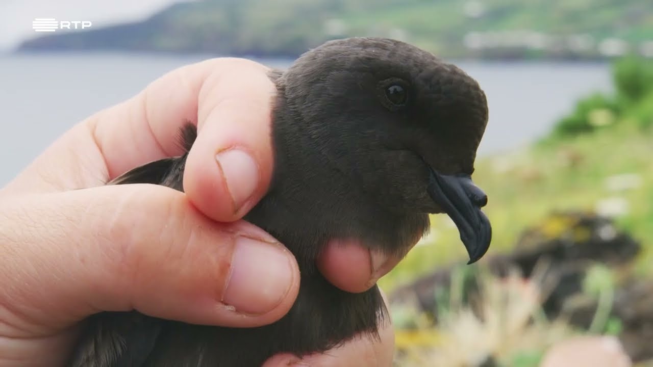 DOCUMENTÁRIO NATUREZA RTP - Portugal, uma História Natural - AÇORES 