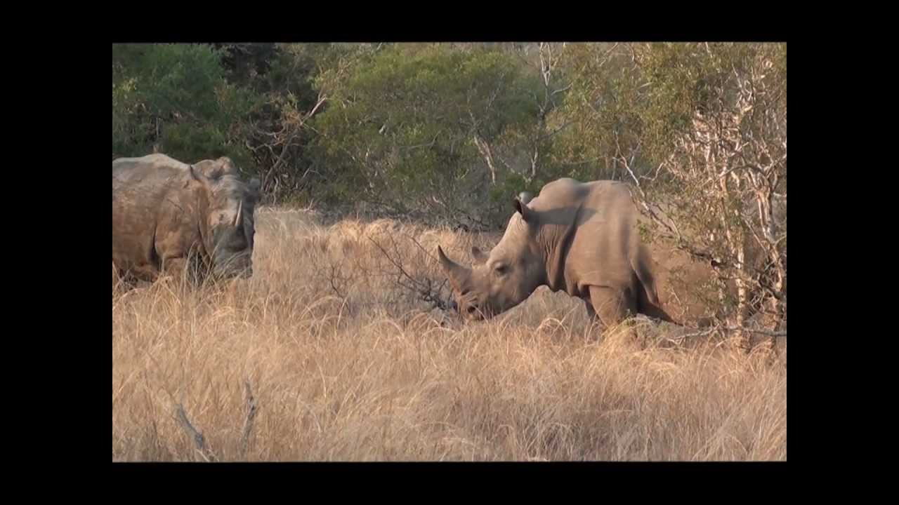 Ulusaba. Meeting Rhinos.wmv