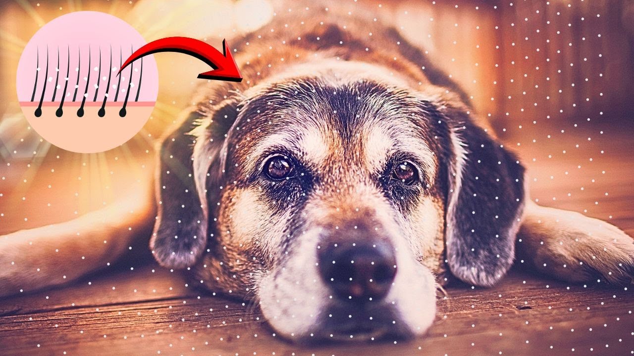 QUASE NORMAL OS CÃES IDOSOS TEREM SINTOMAS DE COCEIRA E DESCAMAÇÃO NA PELE APRENDA A EVITAR ISTO