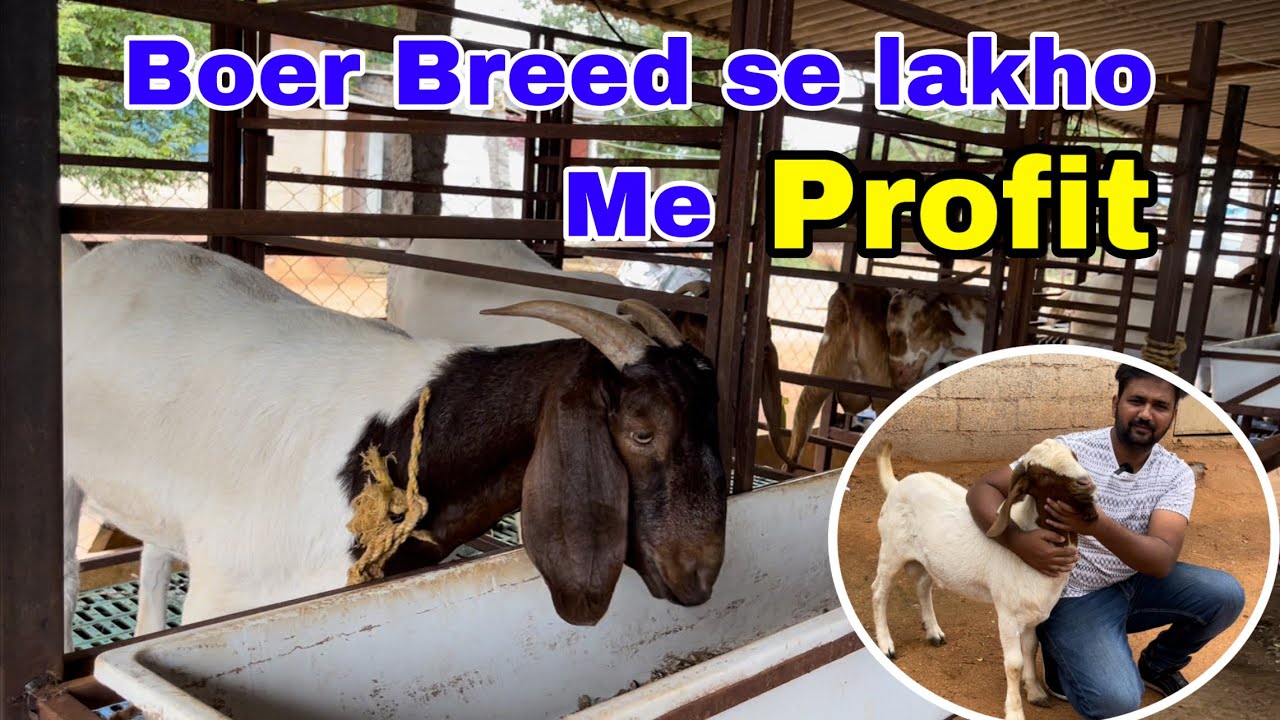 Boer Goat Framing in Hyderabad | Alina Farm | Taher Bhai