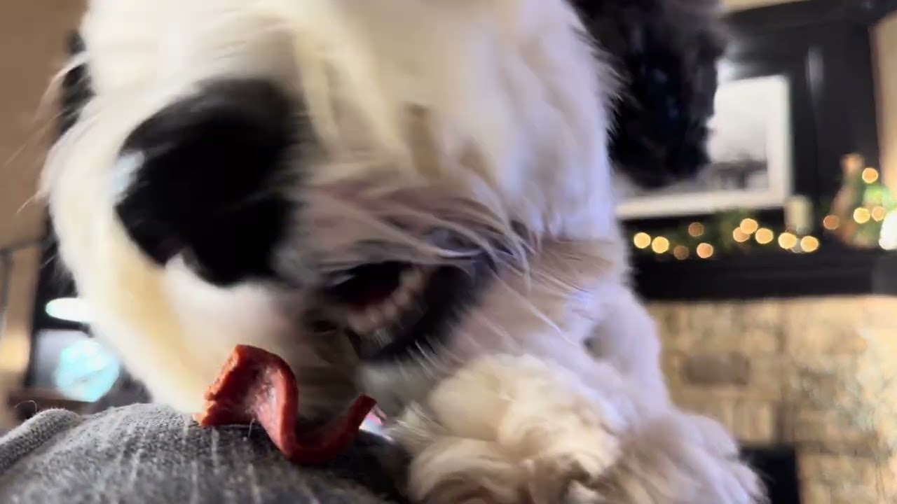 Snackies ASMR featuring Falkor 