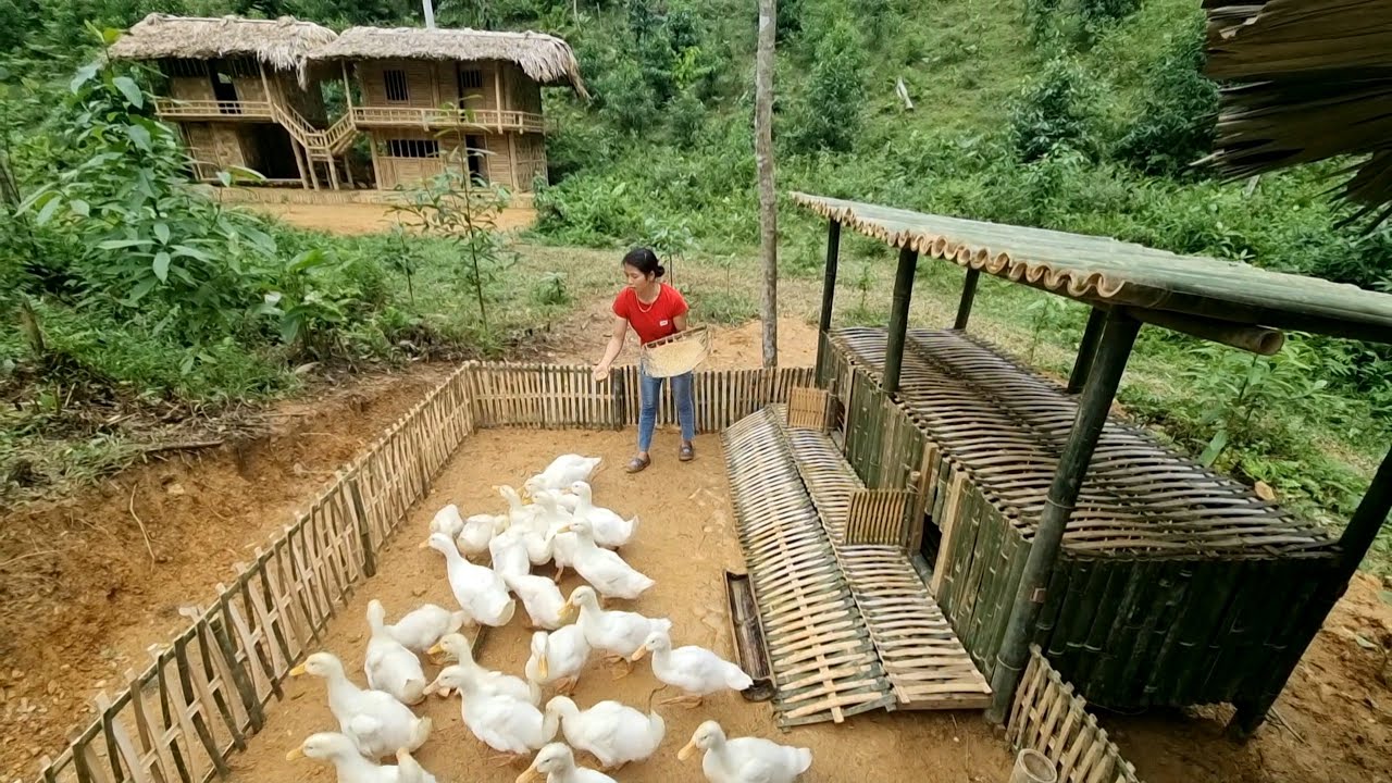 Building Bamboo House For Duck, Farm Life  - Ep.15