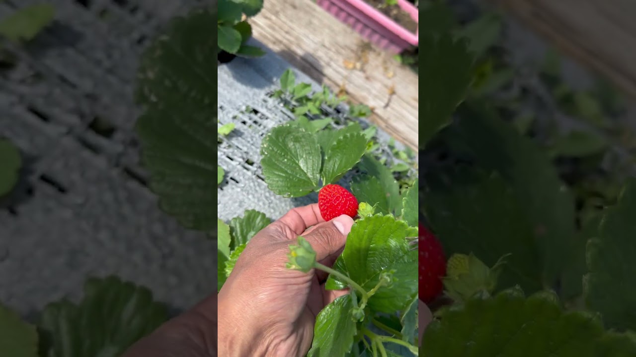 Покупал сорт Альбион а оказался другой сорт #альбионклубника