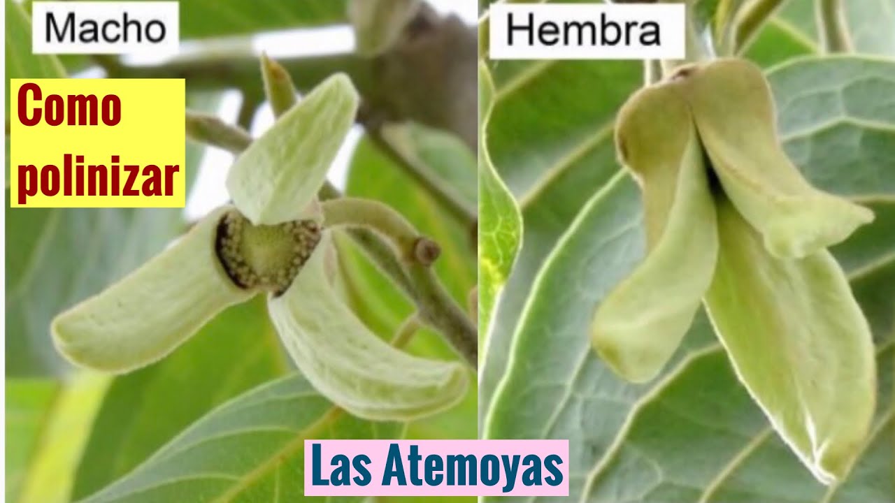 Como polinizar las Atemoyas/How to pollinate atemoyas