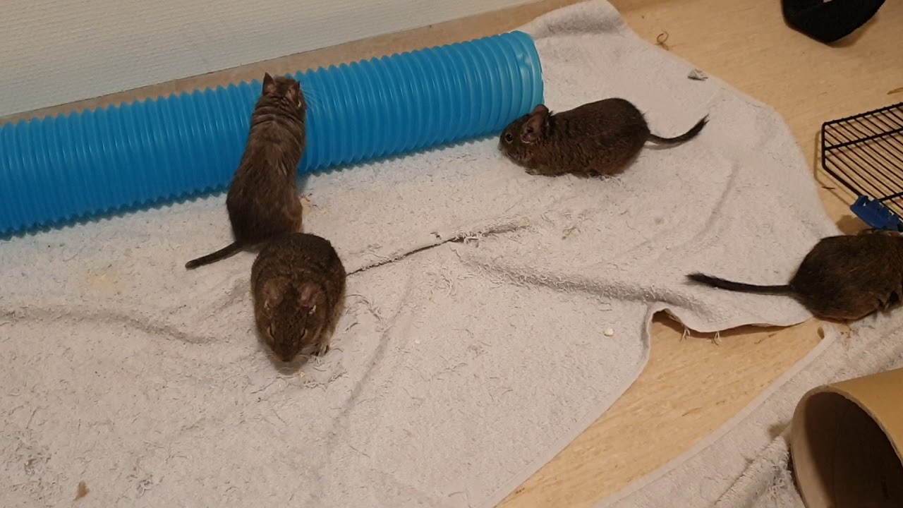 Degu introductions in the bathroom - Rosaline, Chiquita, Nita, Yazmin and Solana pt1