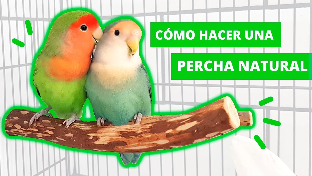 🌱 Cómo hacer una PERCHA NATURAL 💚 lo MEJOR para tus AGAPORNIS 🦜