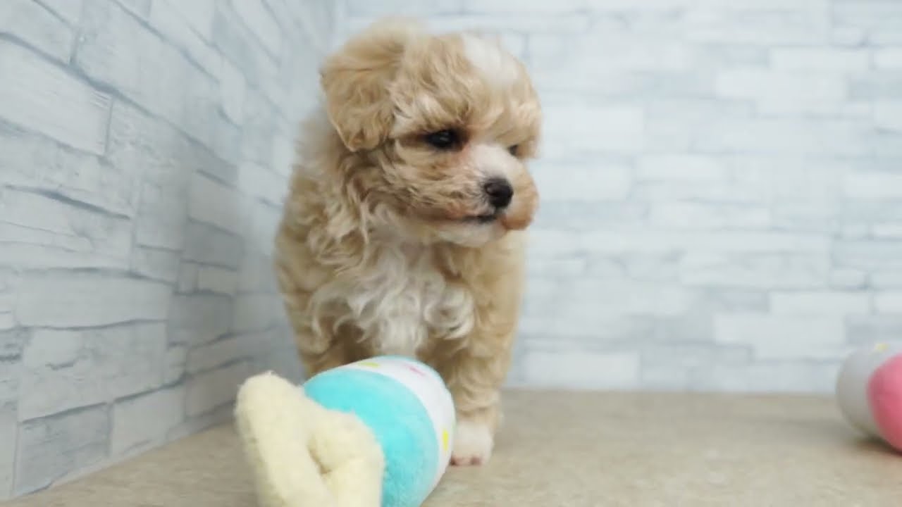 【KIKUCHI PET】 仔犬仔猫 No.260203　ミックス犬（父：マルチーズ 母：トイ・プードル）　女の子　アプリコット＆ホワイト　2025/12/06産まれ