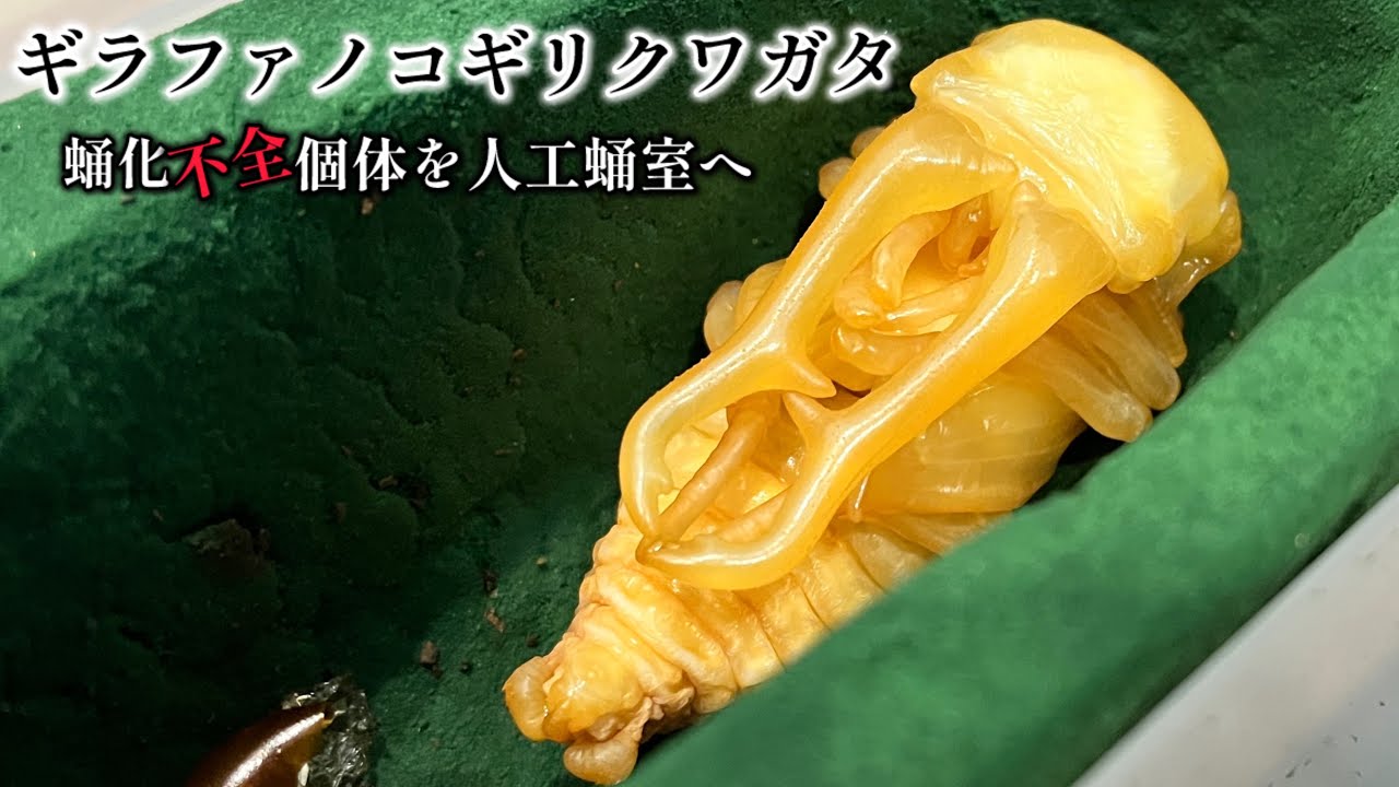 【人工蛹室】ギラファノコギリクワガタ 【クワガタ飼育】