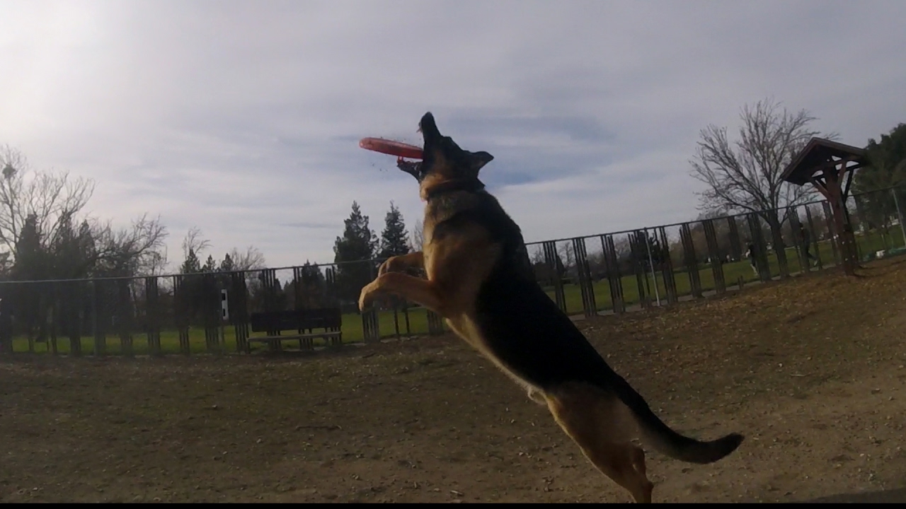 German Shepherd playing fetch at the dog park
