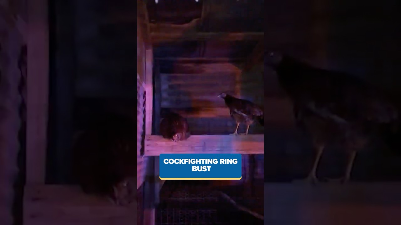 Seven suspects in custody connected with cockfighting ring, surviving roosters recovered