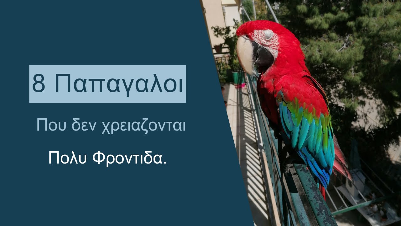 8 Παπαγάλοι που δεν χρειάζονται πολύ φροντίδα