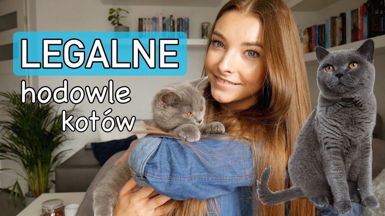 KOT Z HODOWLI 🐈 - na co zwrócić uwagę?