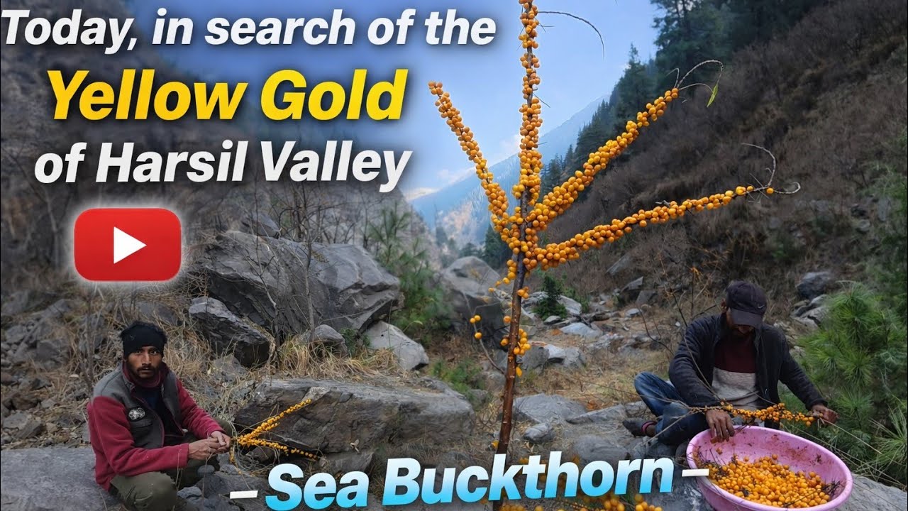  Today, in search of the Yellow Gold of Harsil Valley- Sea Buckthorn (आमील)The Hidden Valleys Harsil