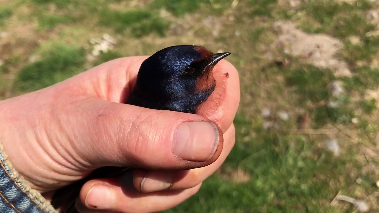 Swallows have returned: I had a lovely close up chat with this glossy fellow