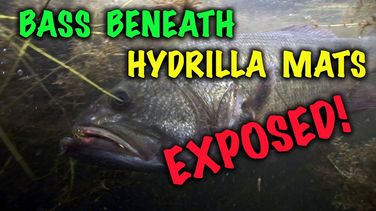 Bass Beneath Hydrilla Mats, Exposed!