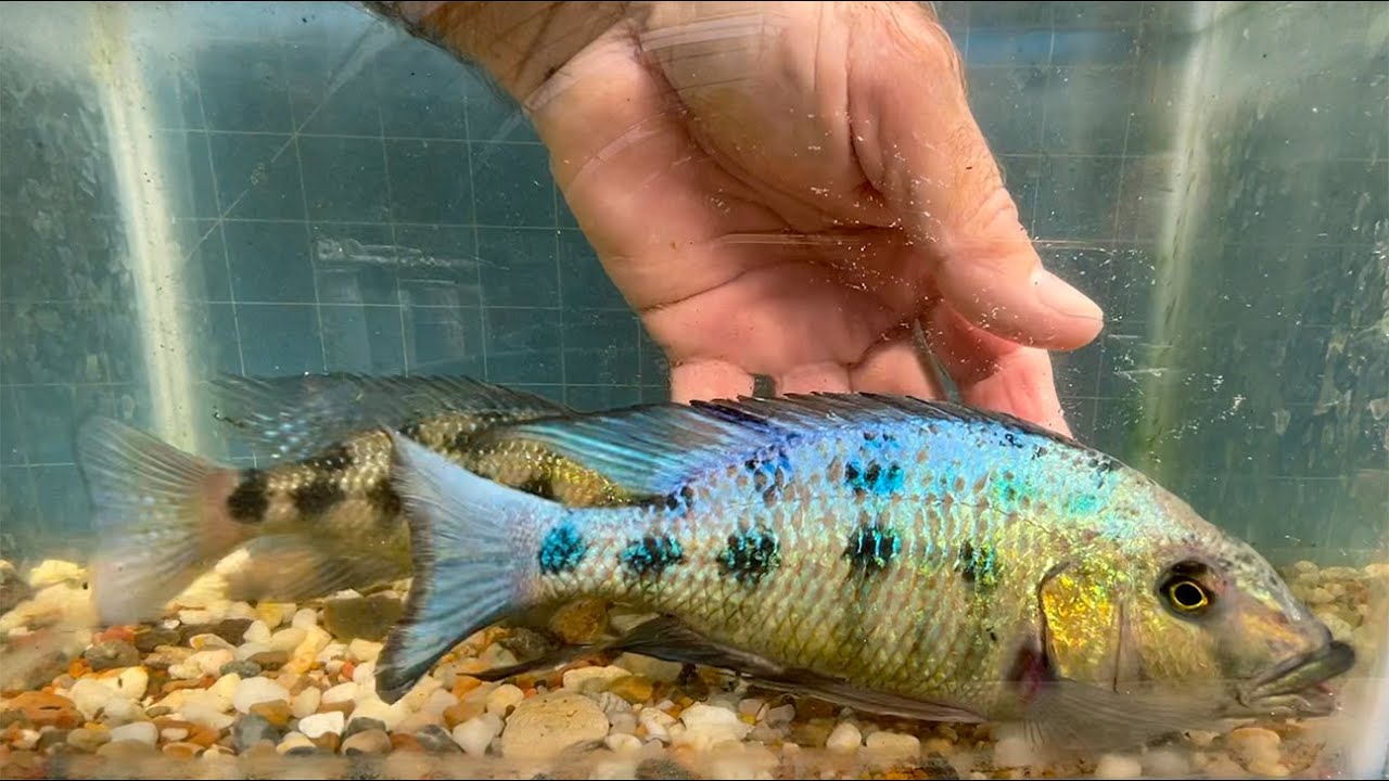 Fossorochromis rostratus, a very large cichlid from Africa's Lake Malawi.