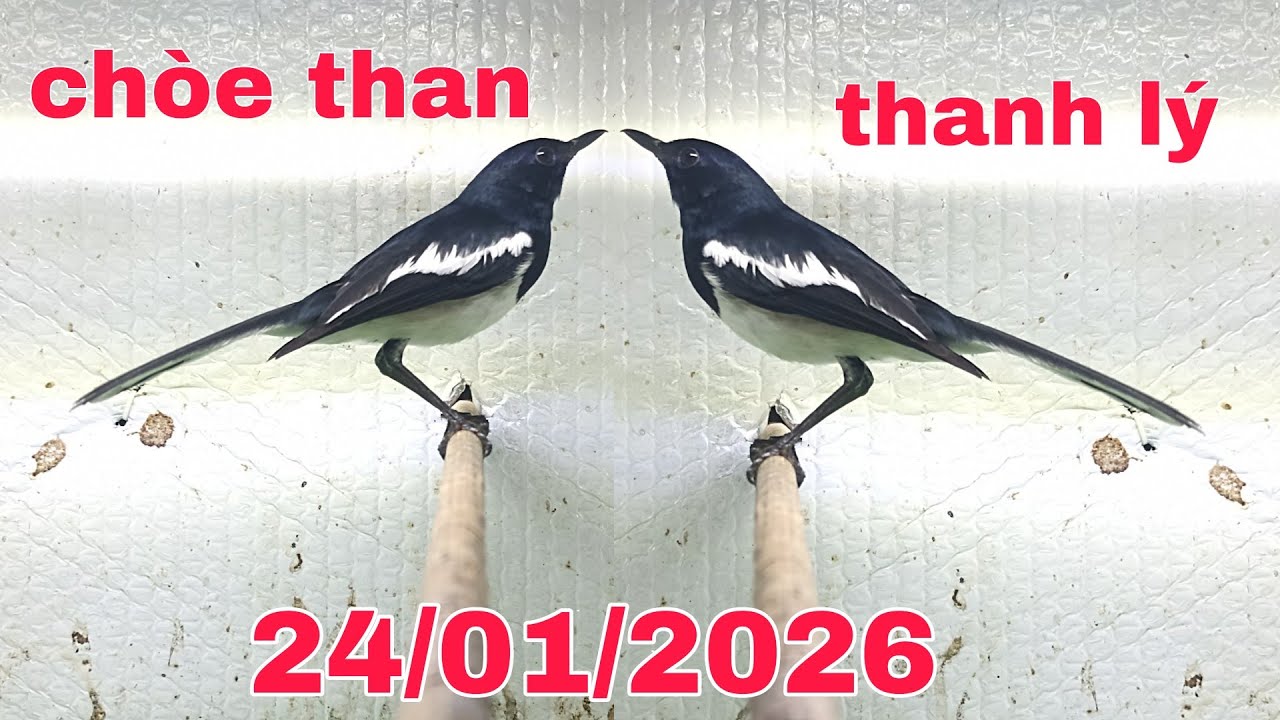24 tháng 1, 2026 chòe than cám cứng bao tật lỗi _ than thanh lý....