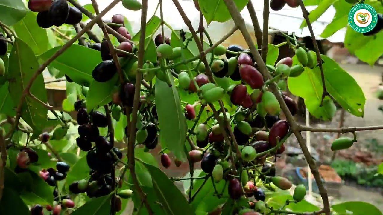 Thai black jamun plant successful farming & full information 9091394953