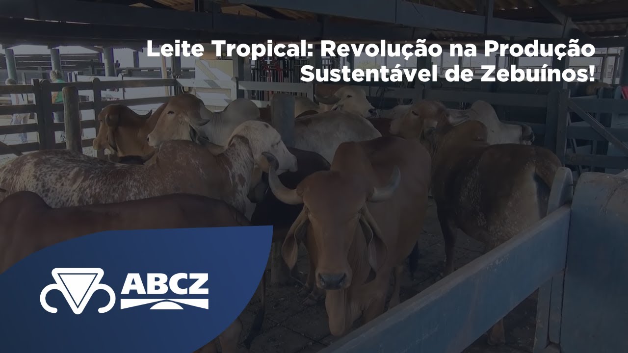 Leite Tropical: Revolução na Produção Sustentável de Zebuínos!