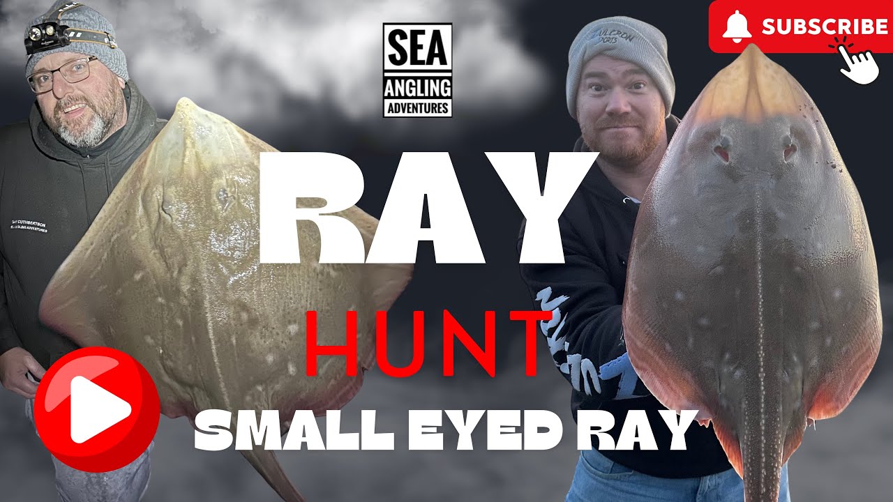 Ray Hunt | Fishing Small Eyed Rays | Sea Fishing Uk ( Non stop Ray fishing action )
