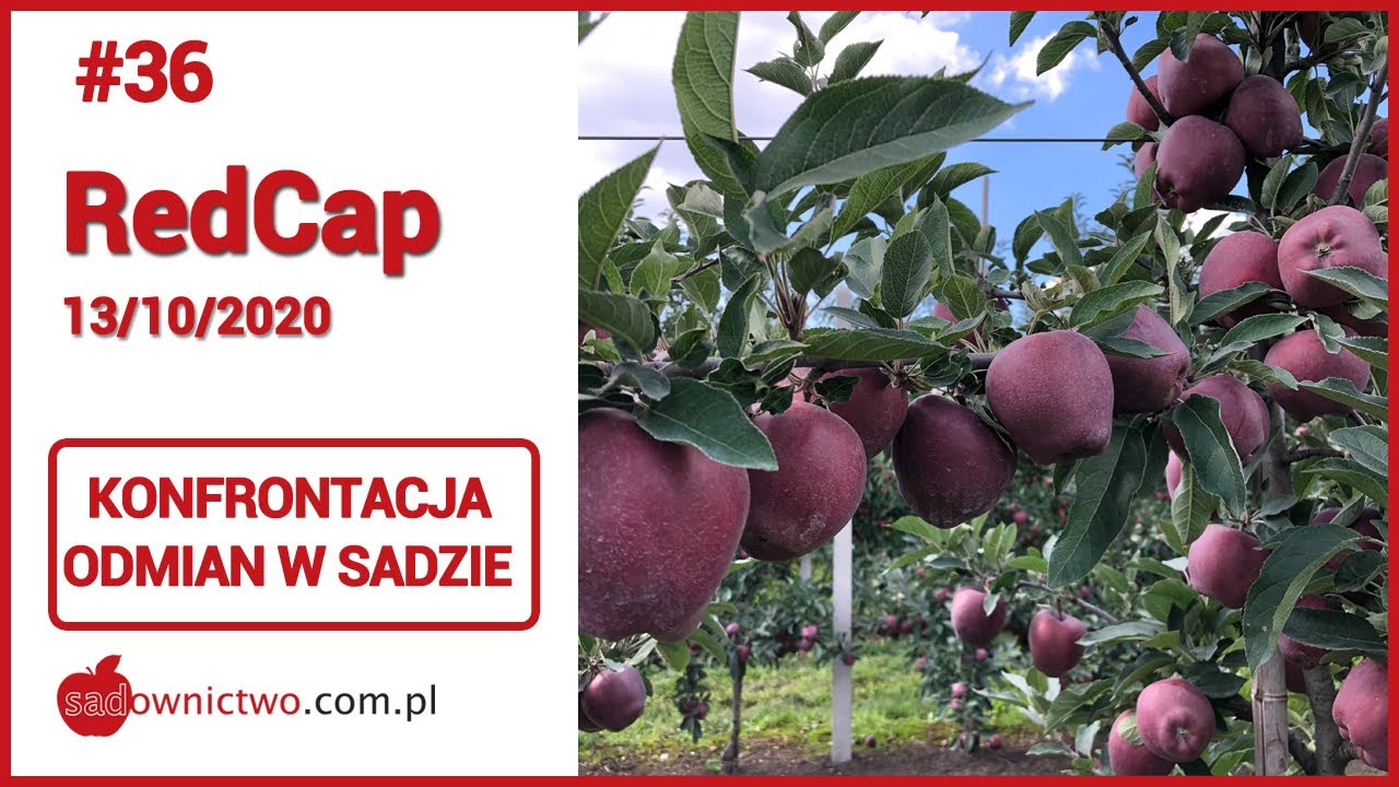 #36 - RedCap - małe jabłka bez przerzedzania - zbiory jabłek 2020 - sadownictwo - apple picking