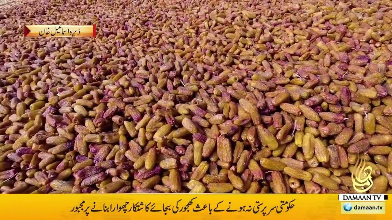 Dhakki Dates| Chhowara| Dera Ismail Khan Dates| Biggest Dates in Pakistan| Chhowara| Sakkhar| India