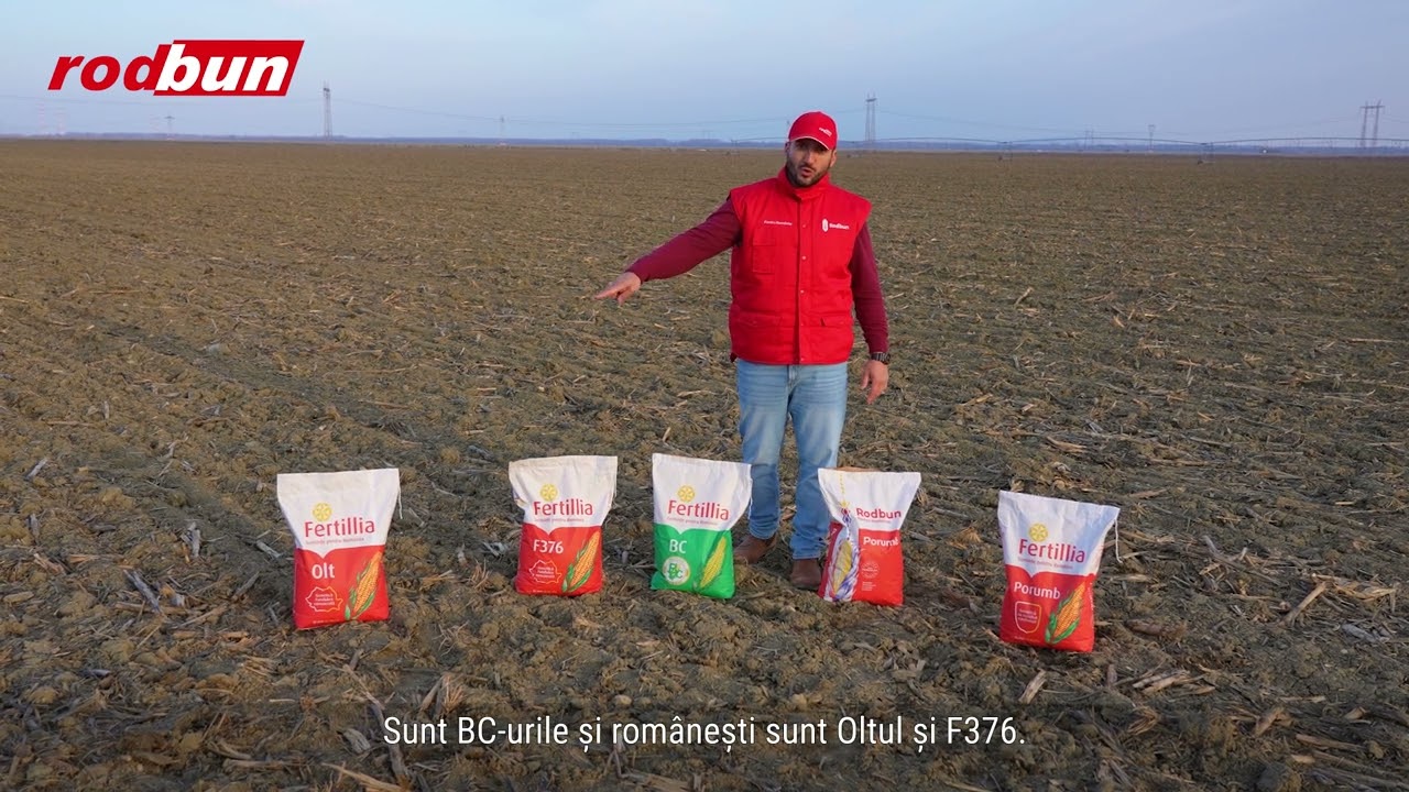 Porumbul Fertillia aduce producții mari și în condiții de secetă