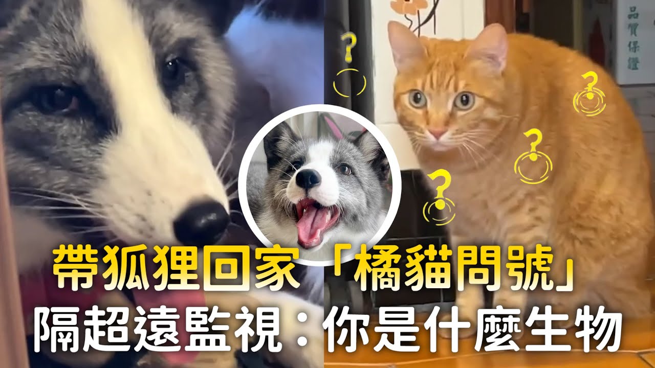 帶狐狸回家「橘貓問號」　隔超遠監視：你是什麼生物