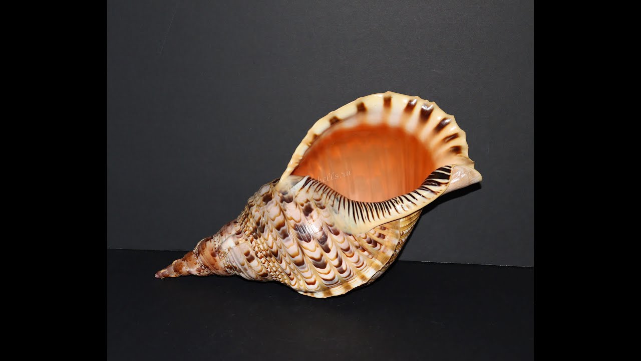 Харония Тритонис (Charonia tritonis) 36 см.