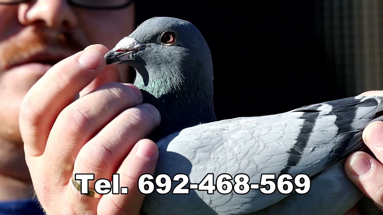 Gołębie na sprzedaż - prezentacja część 1.